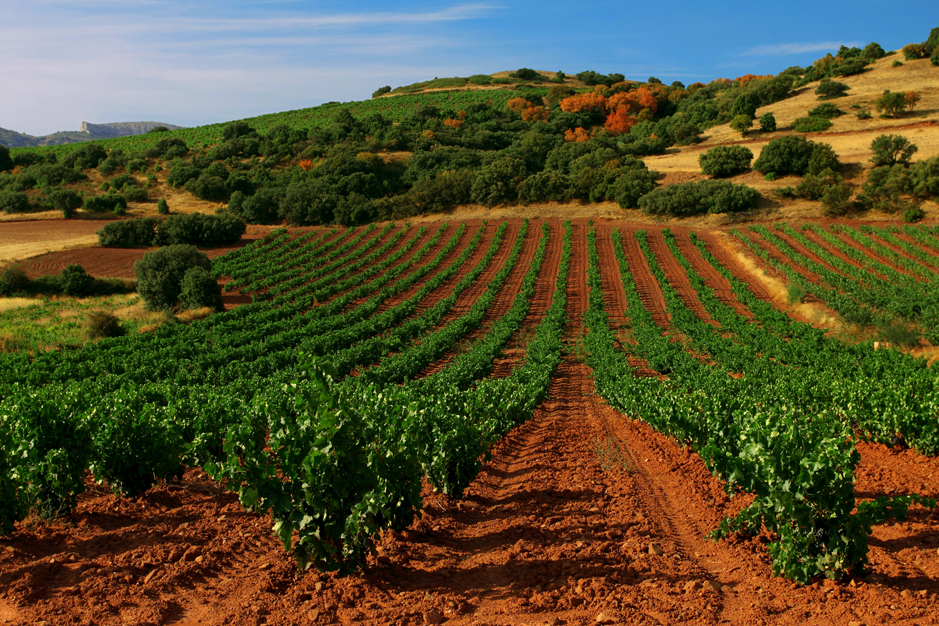 Aragón variedades vinificación